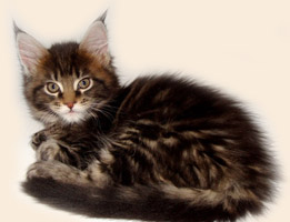      Catsvill County